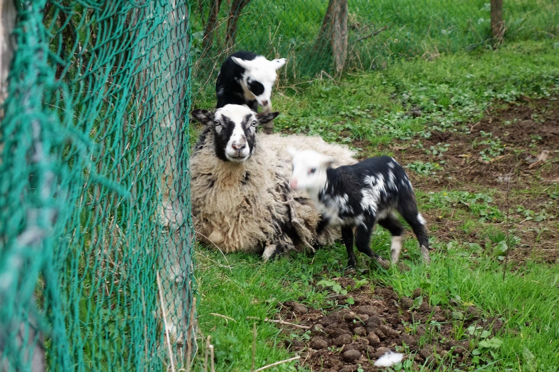 Famille mouton