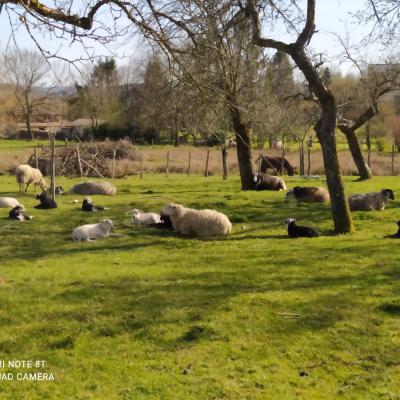 Moutons